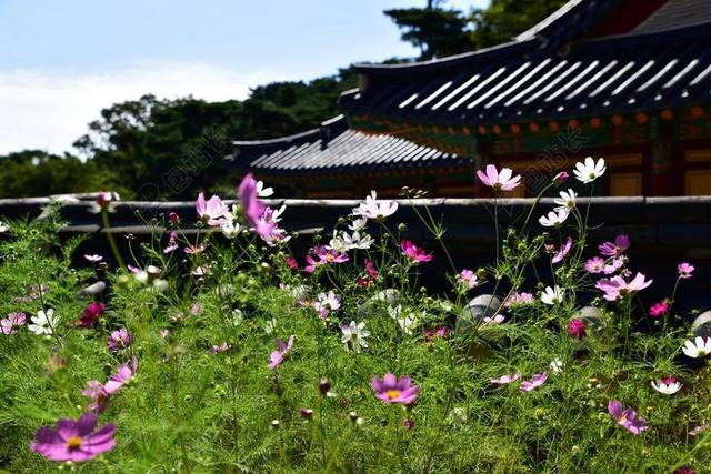 寺庙 韩国 仁川 GANGHWADO 电光源公司 寺 节 佛教