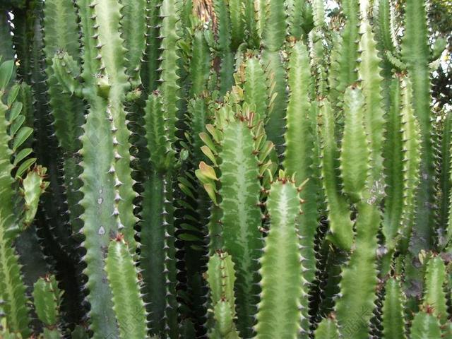 仙人掌 性质 刺 仙人掌刺 植被 叶仙人掌 花园 多刺的植物