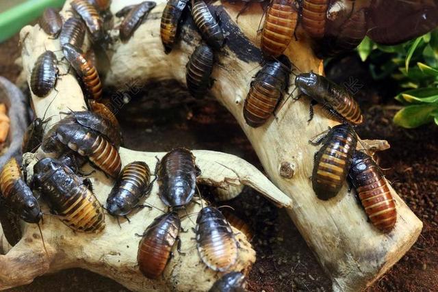 蟑螂 BUG 昆虫 害虫 罗奇 甲虫 棕色 爬网 自然