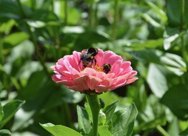 鲜花 蜜蜂采蜜 粉色 绿色 性质 开花 绿色的叶子 叶 植物