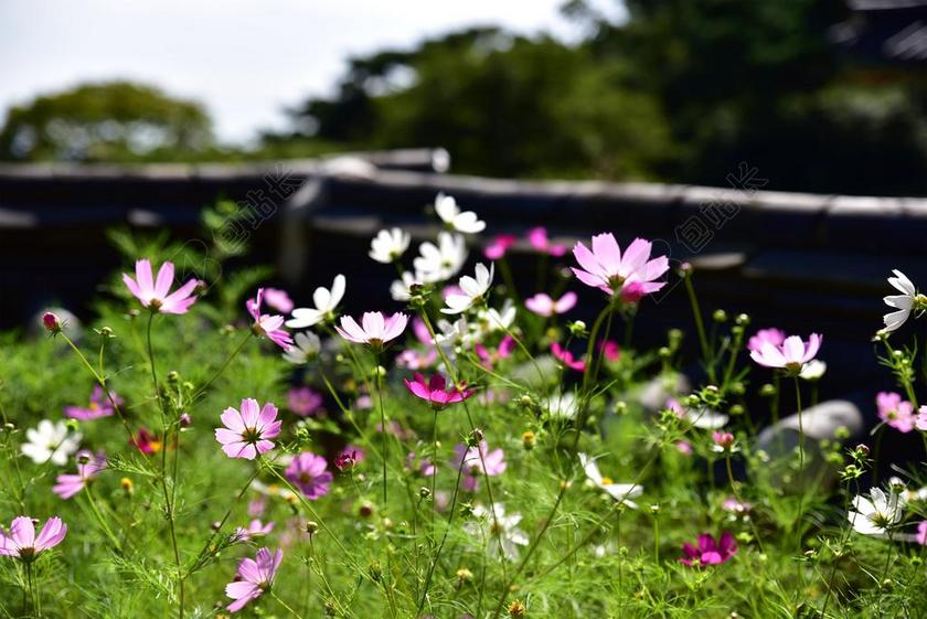 寺庙 韩国 仁川 GANGHWADO 电光源公司 寺 节 佛教
