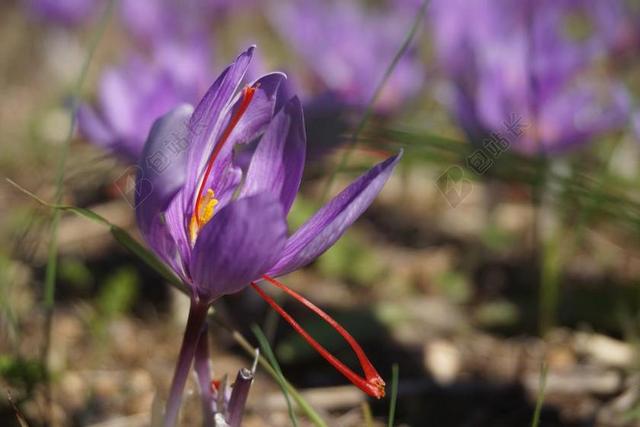 藏红花 收获 花朵红花 秋天 香料 鲜花 普瓦捷 人工林