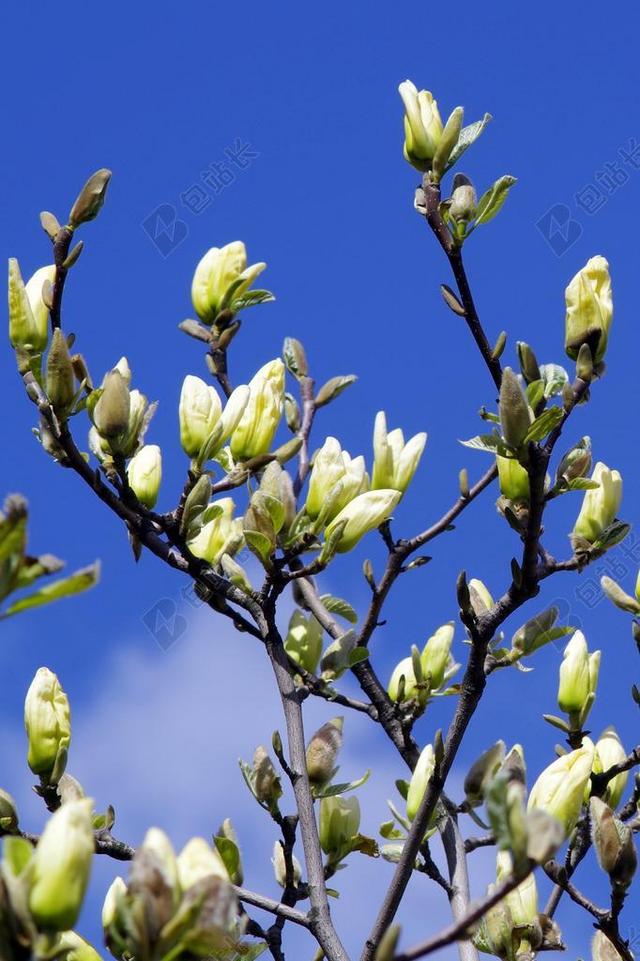 白玉兰 芽 黄色 树枝 木兰树枝 花蕾 盛开的花蕾 性质
