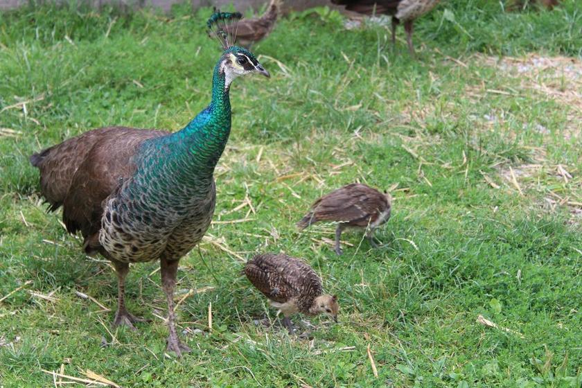 孔雀 年轻的动物 鸟 羽毛 颜色 关闭 鸟类羽毛 布朗 小鸡