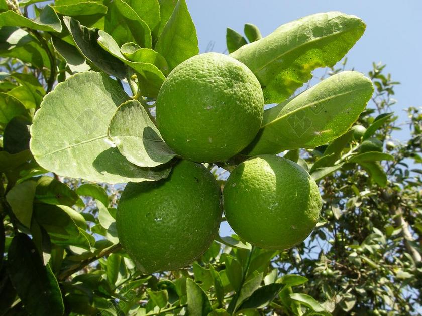 柠檬 绿色 酸橙 水果 柑橘 果树 酸度 清爽 维生素 C