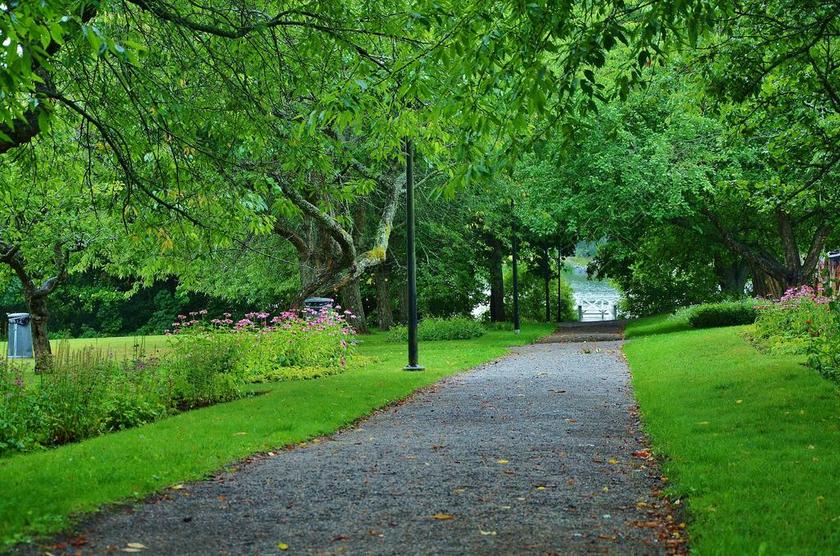 NATUR 路 夏天 树 国家 景观 方式 森林 绿色