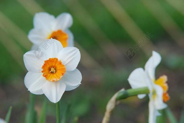 水仙 花 水仙花