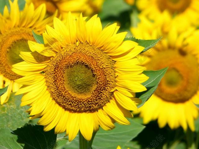 花园唯美特写向日葵背景图片