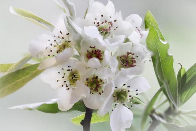 白 梨花 绿色 春 自然 花