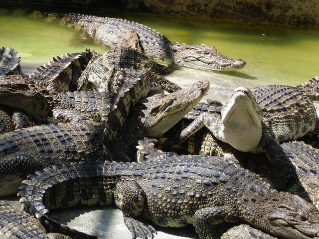 鳄鱼 鳄鱼农场 夏季 爬行动物 捕食者 危险的动物 动物 危险