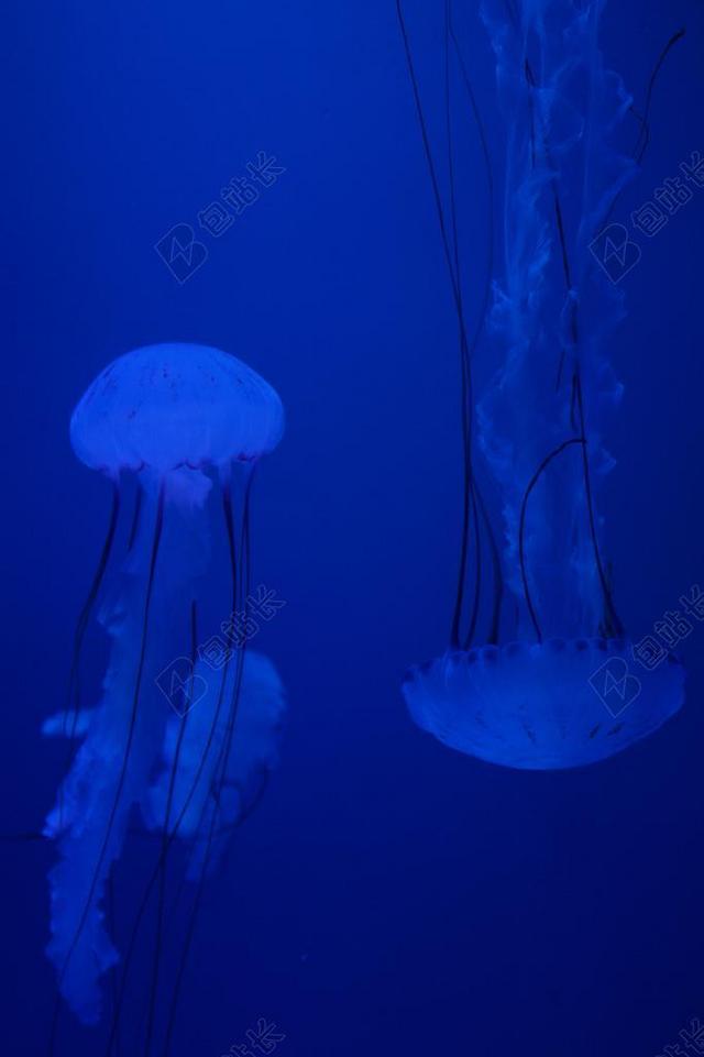 水母 软体动物 荧光 遗传工程 水族馆 水 水生动物 危险
