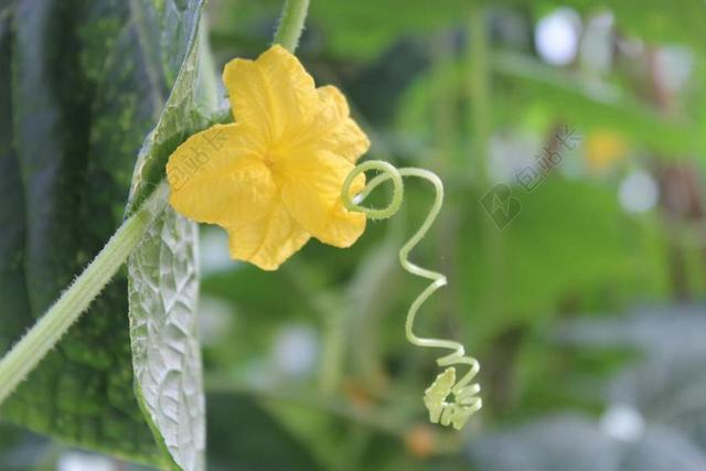 黄瓜 蔬菜 藤 黄色 绿色