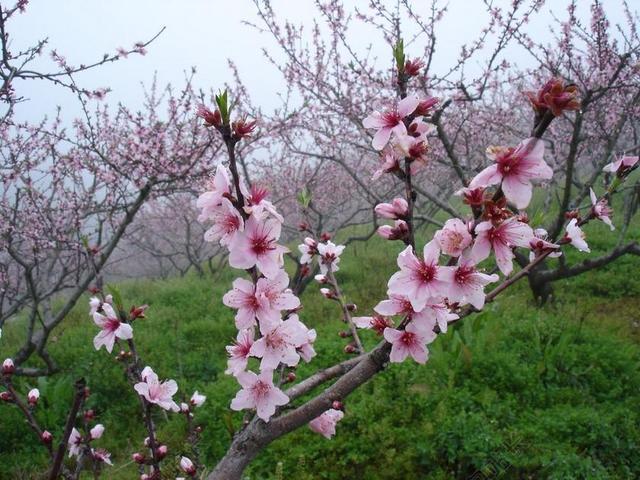 桃花 盛开 特写