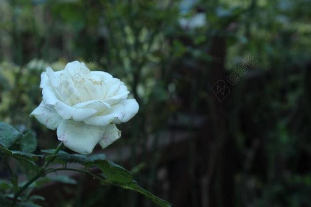 玫瑰 白玫瑰 白 背景 性质 鲜花 土耳其