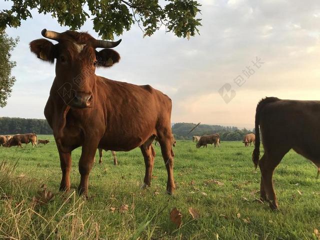 牛肉 牛 奶牛 牧场 动物 放牧 性质 草地 农业 牲畜