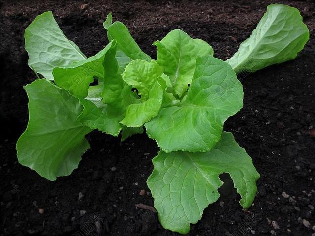 沙拉 生菜 叶生菜 莴苣 弗里施 温室 绿色