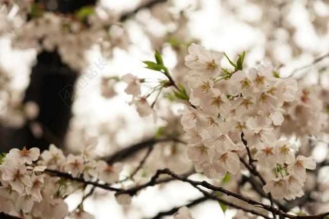 樱花 武汉 花