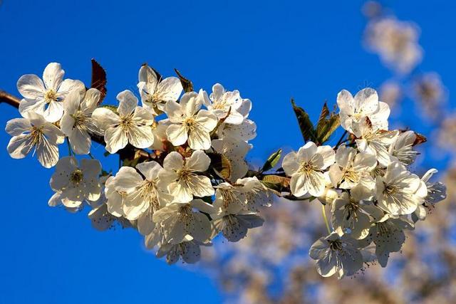苹果花 苹果树开花 春天 开花 性质 树 苹果树 果树 白