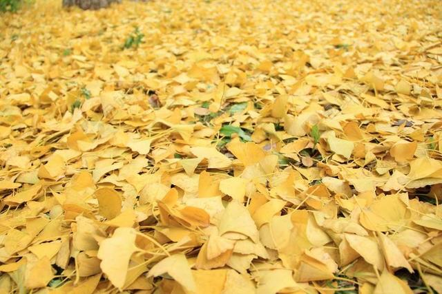 金黄色 落叶 秋天 银杏 季节 色彩