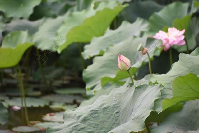 小荷 才露 尖尖角 夏天 荷花 静物 景色 风光 公园