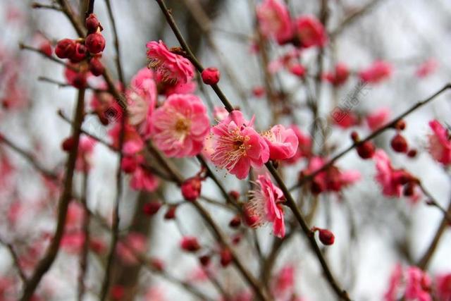 梅花 FLOWER 美景