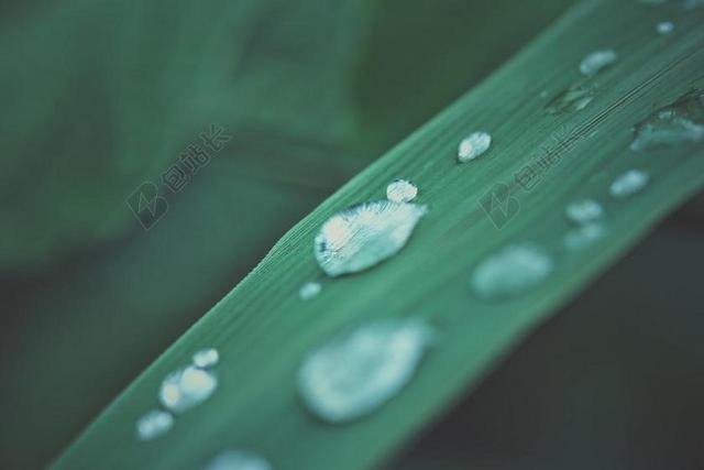 绿 放下 水 草 叶 雨 性质 自然