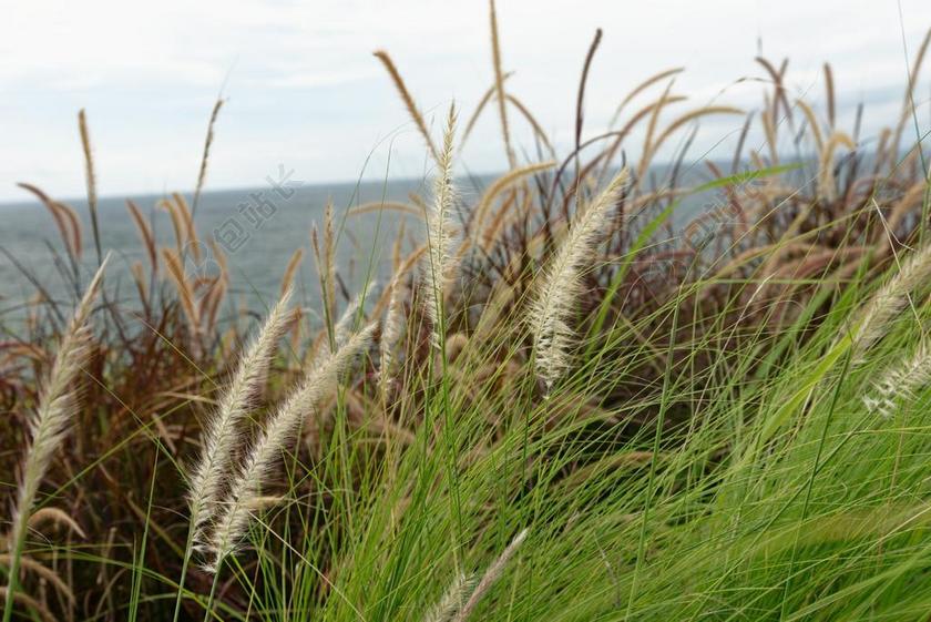 海边 茅草 文艺