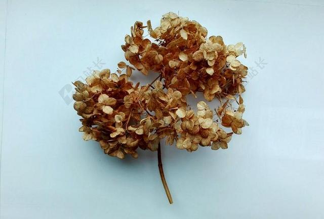 秋季 绣球花 鲜花 性质 植物群