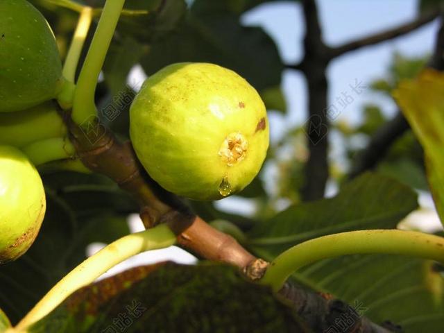 无花果 水果 甜 树 植物 地中海