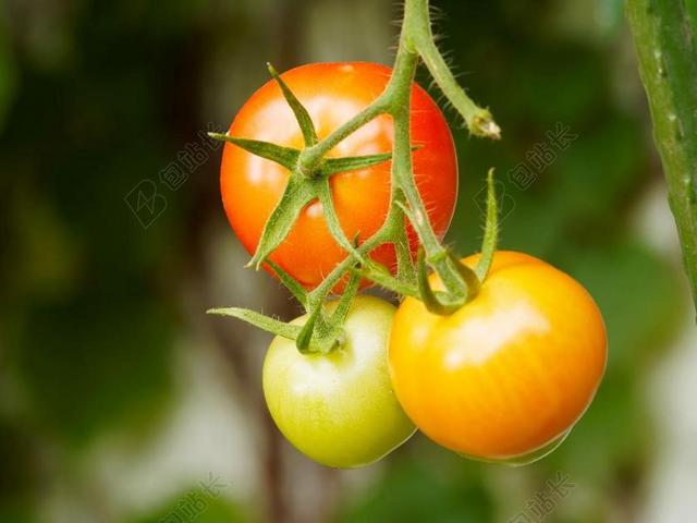 西红柿 水果 蔬菜 电源 红色 水果蔬菜