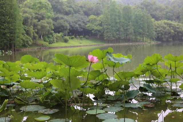 荷花 山水 风景