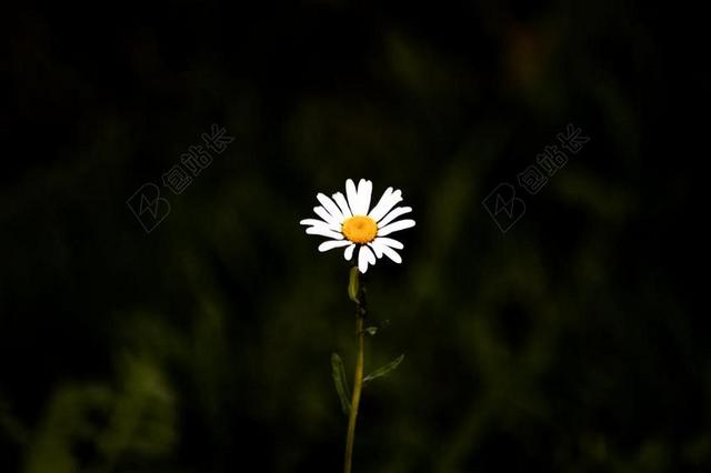 野花 开花 花 关闭 白 黄色的花朵 黄色的野花 野生花卉