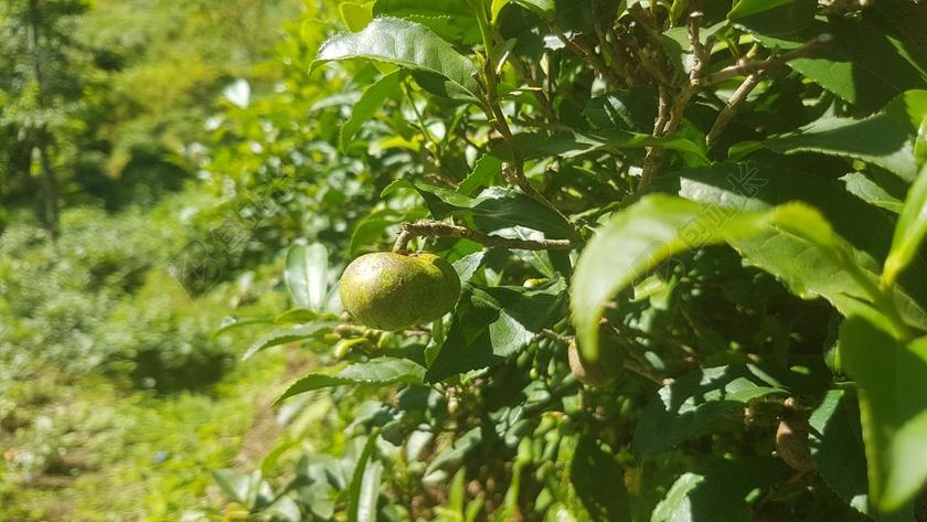 茶 芽 RIZE 特写 性质 背景 宏 拍摄细节 植物