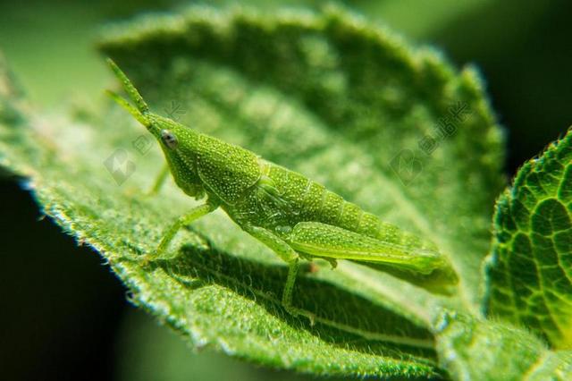 若虫 蝗虫 性质 昆虫 宏 宏摄影 生物学 进化