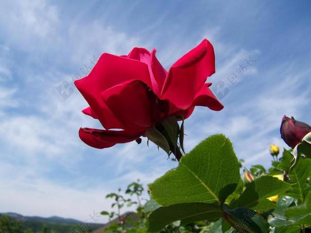 红玫瑰 花园 蓝色的天空