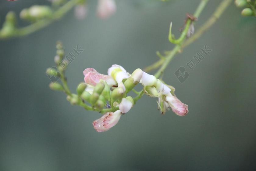 植物唯美盛开的花朵背景图片