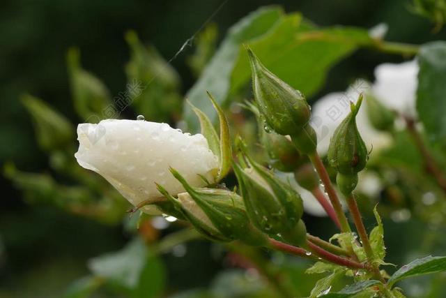 玫瑰 白玫瑰 绿色 自然 下降 水 一滴水 花 白 花的