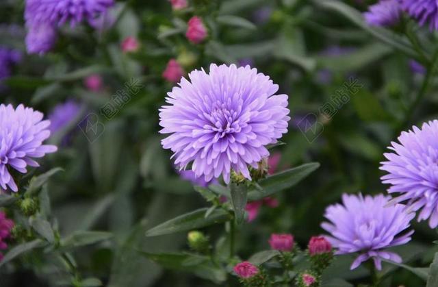 鲜花 紫色的小花 翠菊 地块 花束 提供 NARGUEZ 花园