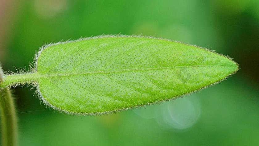 摄影自然毛绒绒的叶子背景图片