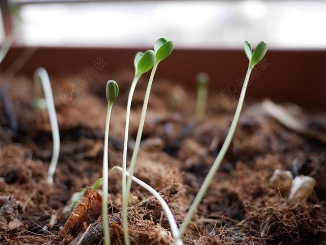 豆芽 植物 幼苗 农业 成长 增长 园艺 土壤 生态