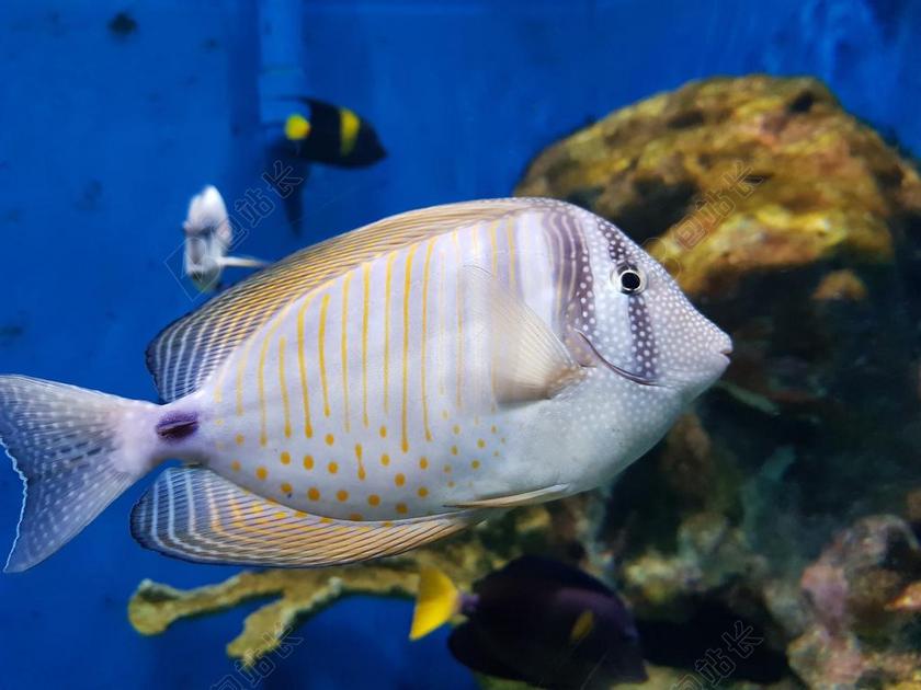 鱼 水族馆 异国情调的鱼 热带鱼