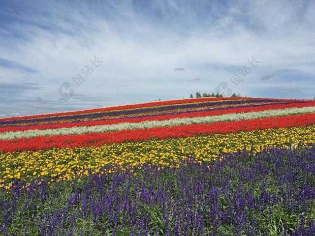 北海道 美瑛 花卉园 夏季 花