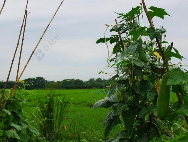 植物 丝瓜 雨后 湖北 武汉 水稻 田野