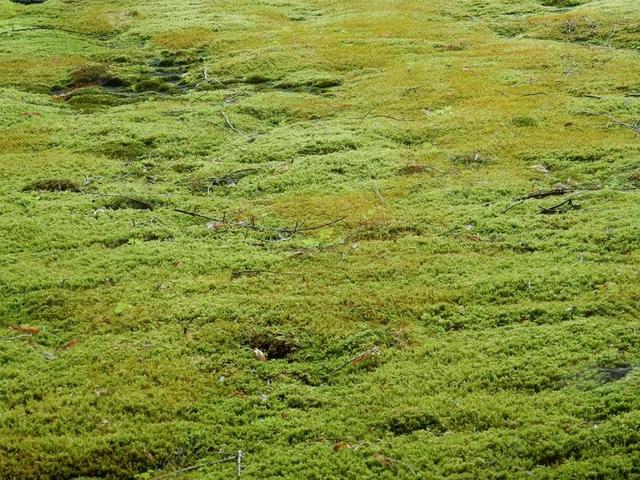 苔 苔藓地毯 绿色 纹理 性质 厂 结构 背景 软