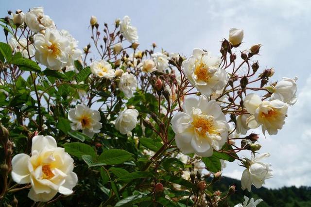 蔷薇 玫瑰绽放 花 玫瑰花蕾 玫瑰花园 玫瑰 芳香的玫瑰 花园