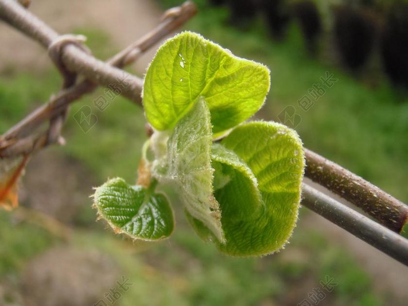 猕猴桃DELICIOSA 猕猴桃 凯威 蔬菜 水果