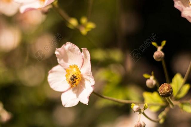 花 叶 自然 花的 春 夏天 设计 植物 装修 酿酒