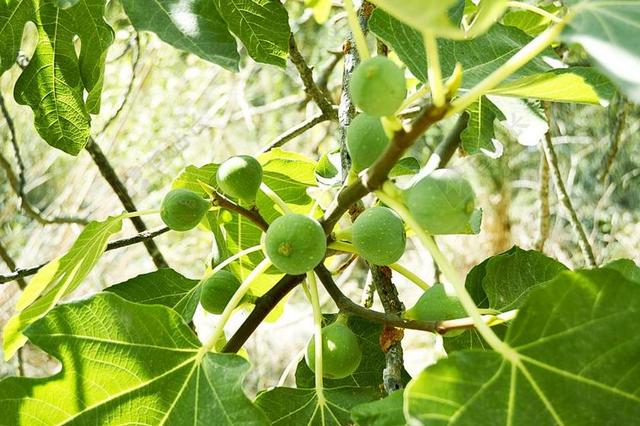 无花果 水果 无花果树 性质 绿色