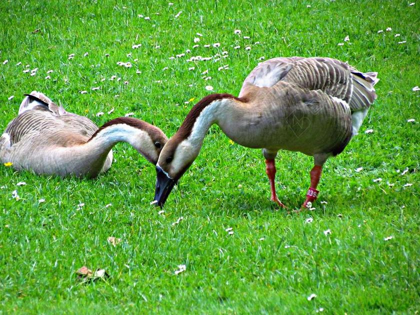 鹅 鸟 性质 钢笔 雁儿 飞行