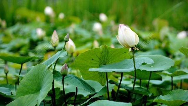 鲜花 自然 花 茎 秸秆 叶子 白 花瓣 莲花 原野 仍